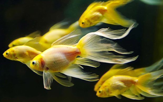 Macro Small Yellow Fish in Aquarium Wallpaper.