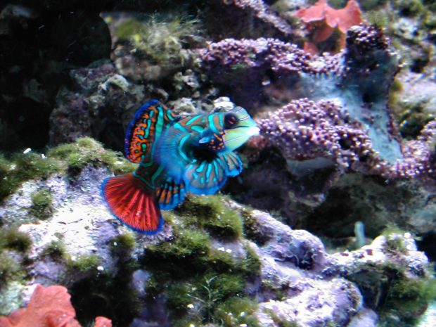 Mandarin Fish Deep Blue Sea Wallpaper.