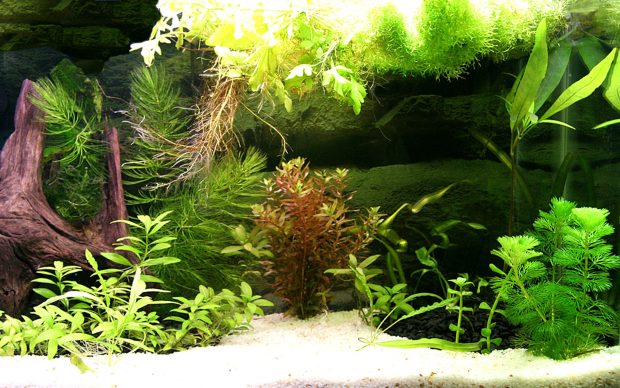 Mini Aquarium Creative Design Wallpaper.