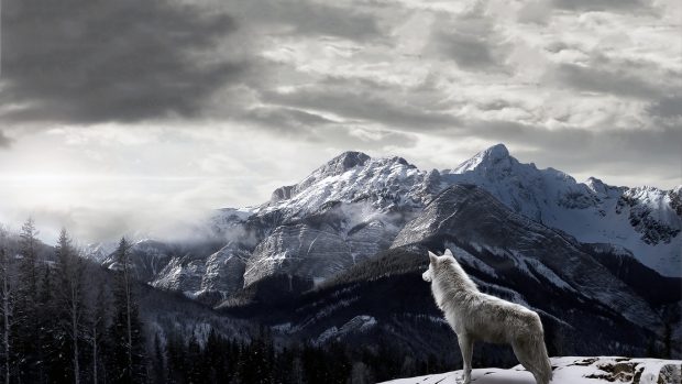 Mountains Gray Wolf 1366 x 768 Wallpaper.