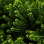 Nature Beautiful Wallpapers HD.