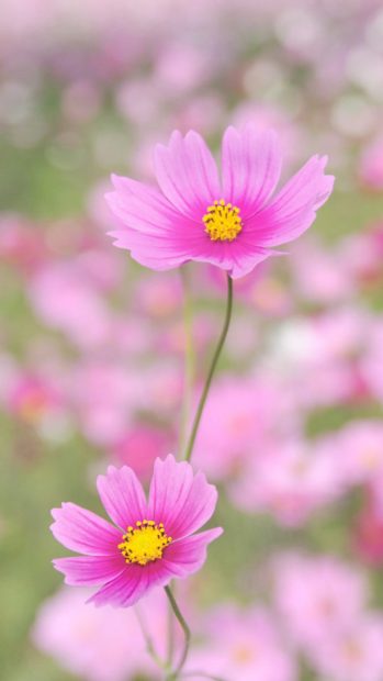 Nature Happy Gesang Flower iphone backgrounds.