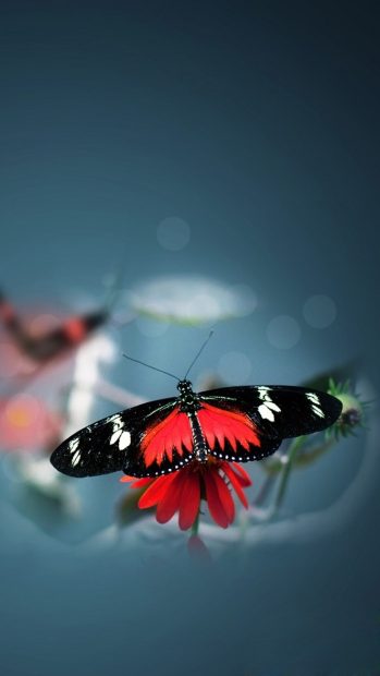 Nature Pretty Butterfly Iphone Wallpaper.