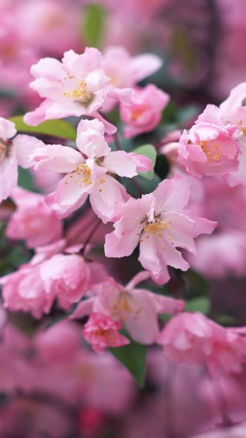 Nature Spring Blossom Flower Branch Macro iphone backgrounds.