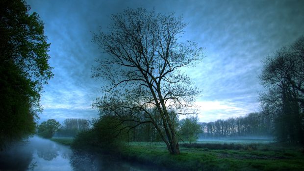 Nature hd wallpapers trees download.