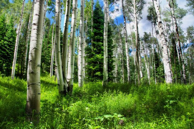 Nature russia forest birch spruce sky grass photos.