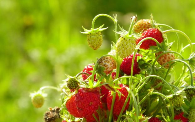 Nature widescreen wallpapers hd nature.