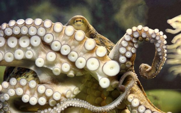 Octopus Animals Wallpaper.