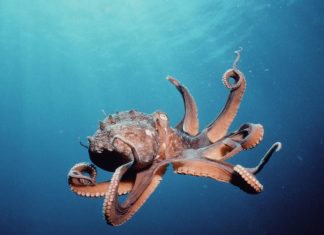 Octopus HD Wallpapers.