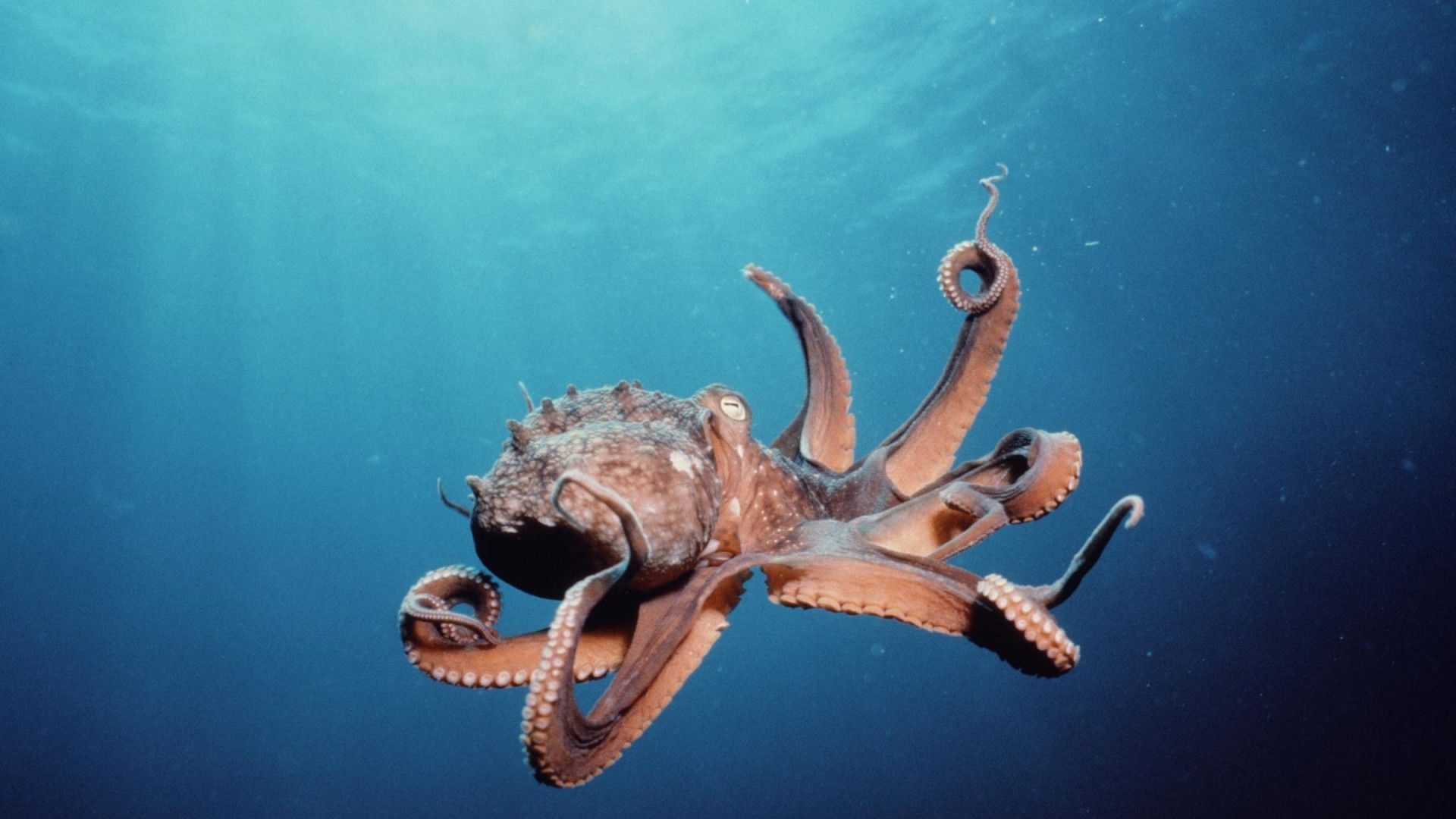 minimalism Octopus Creature HD Wallpapers  Desktop and Mobile Images   Photos
