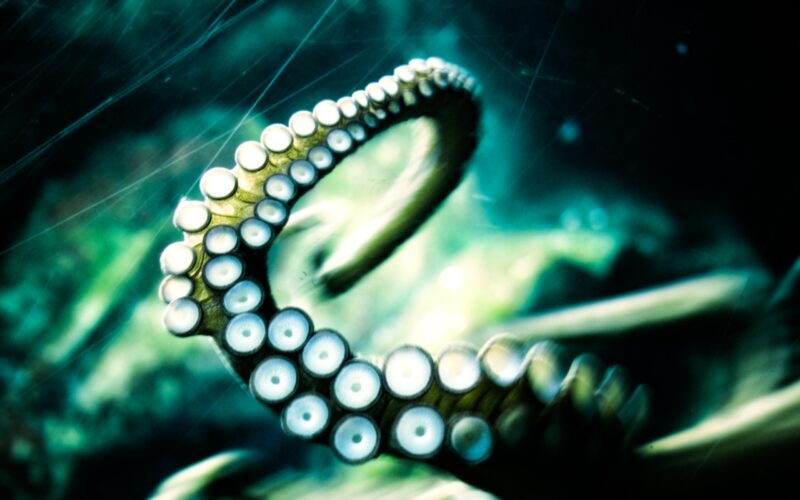 HD Octopus Wallpapers - PixelsTalk