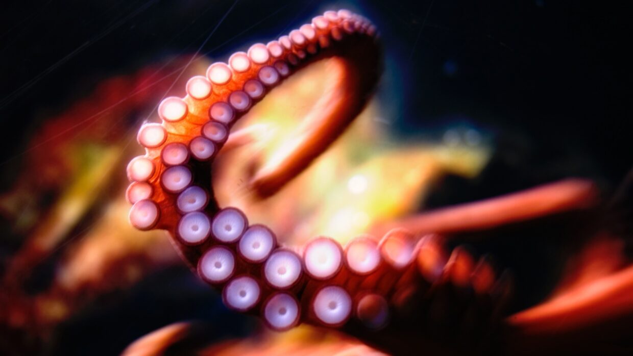 HD Octopus Wallpapers - PixelsTalk