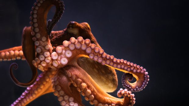 Octopus Wallpaper HD.
