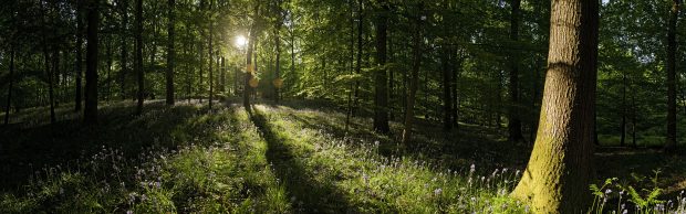 Panoramic Nature Image.