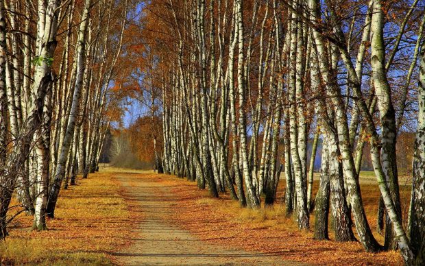 Path through birch trees 2560x1600.
