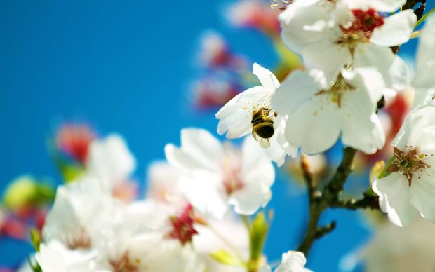 Peach flowers widescreen hd wallpaper for desktop free.