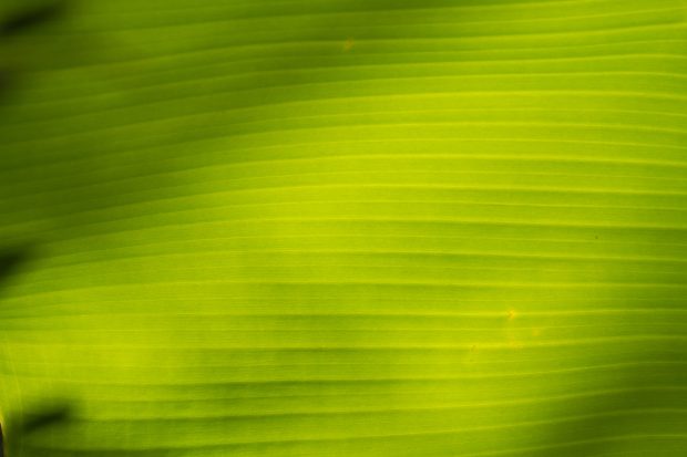 Photos Banana Leaf Download.