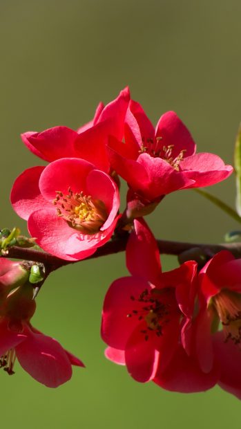 quince blossoms