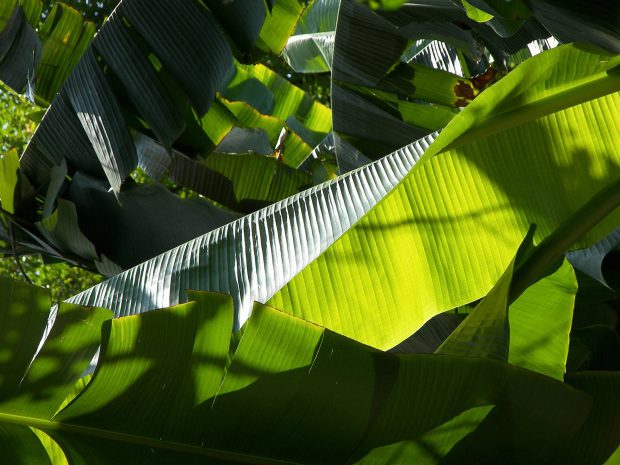 Photos banana leaf musaceae.