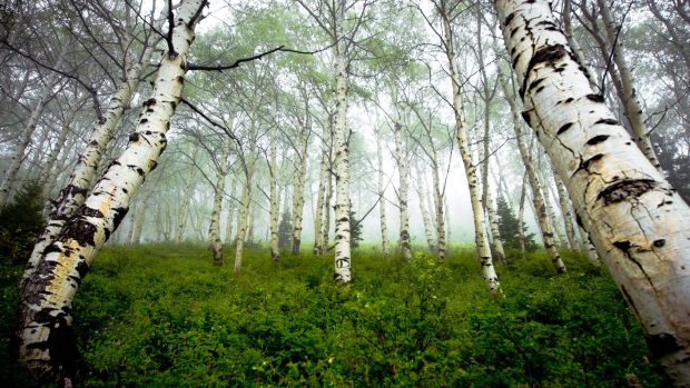 Photos birch forest mist get it.