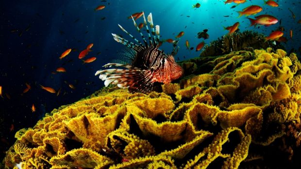 Photos coral reef fish download.