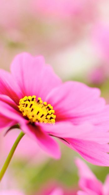 Pink Dahlia Macro Flower  iPhone wallpaper.