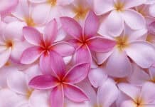 Pink and white frangipani flowers with water droplets, close-up.