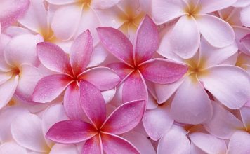 Pink Flowers Background.