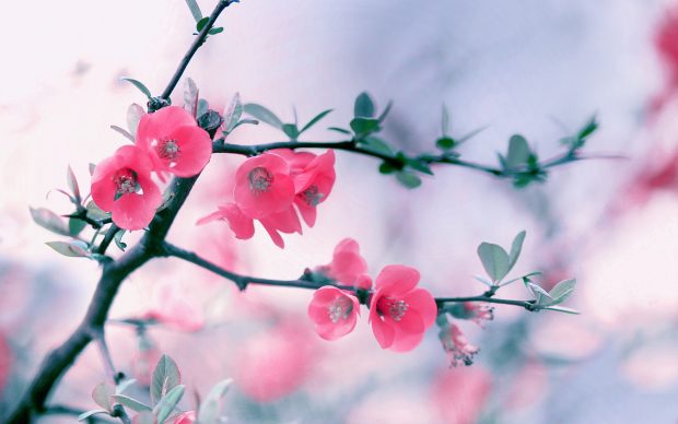 Pink Flowers Background HD.
