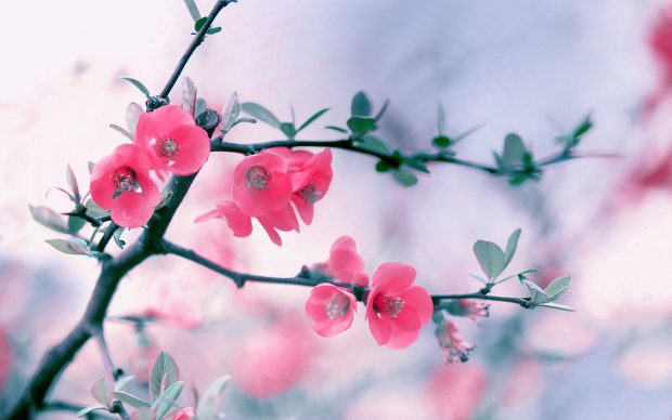 Pink Flowers Background HD.