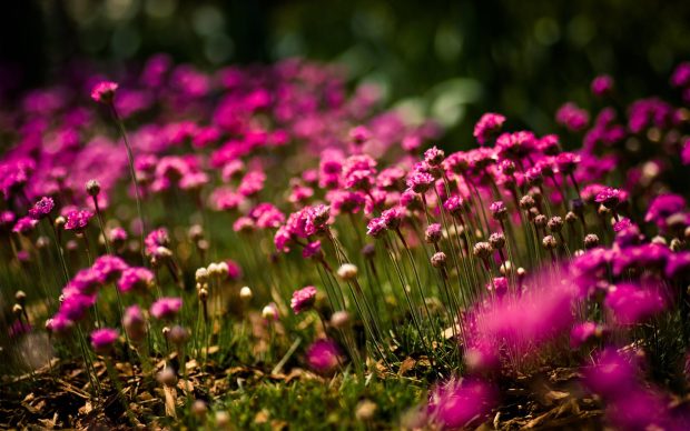 Pink Flowers Desktop Background.