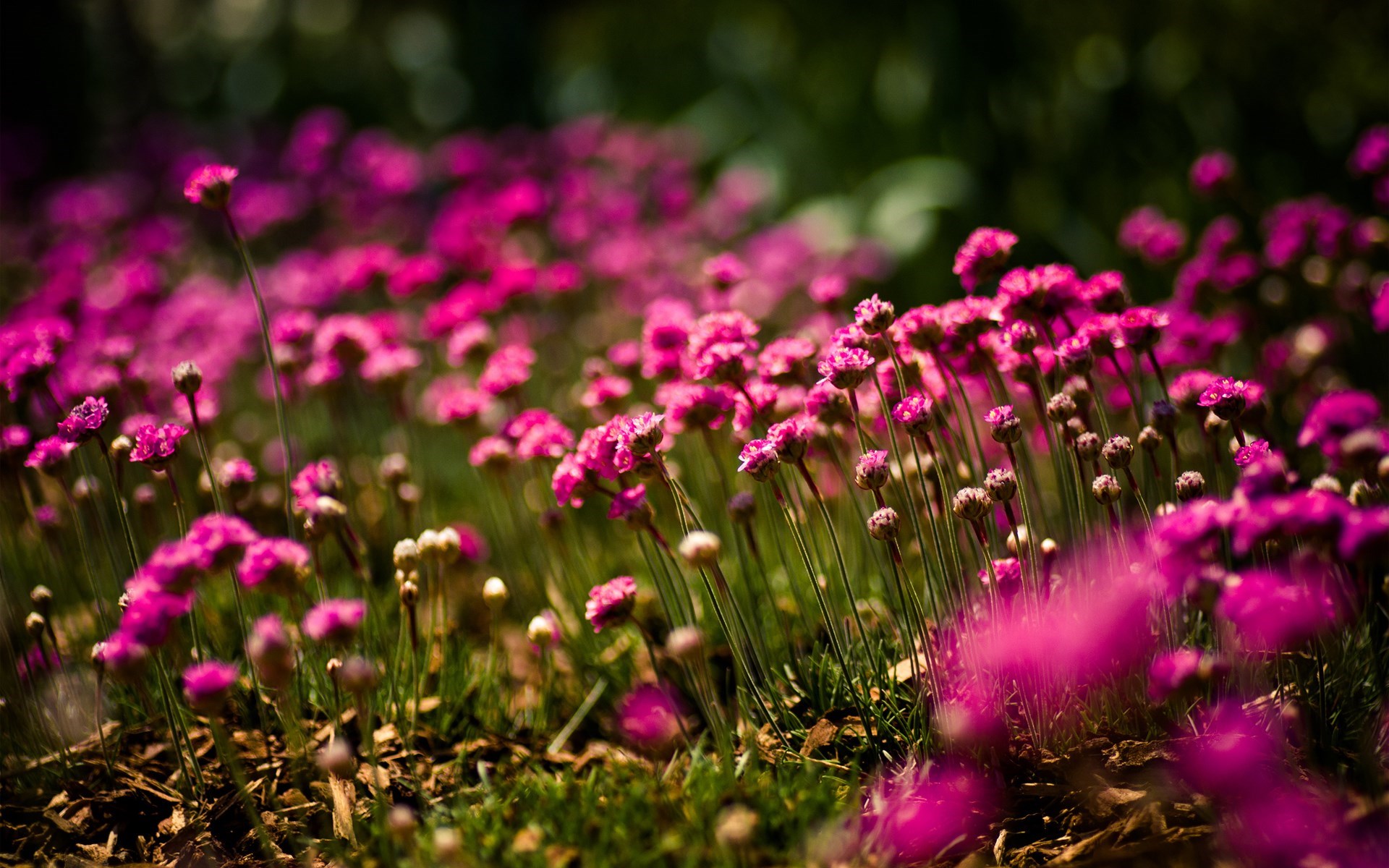 Free Download Pink Flowers Backgrounds - PixelsTalk.Net