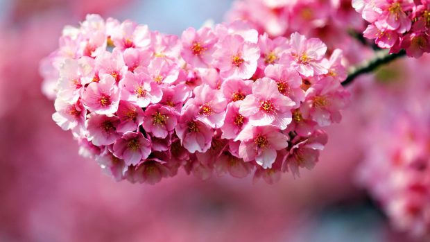 Pink Flowers Desktop Wallpaper.