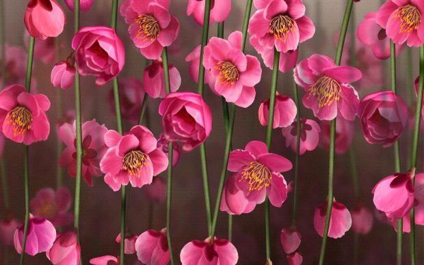 Pink Flowers HD Background.