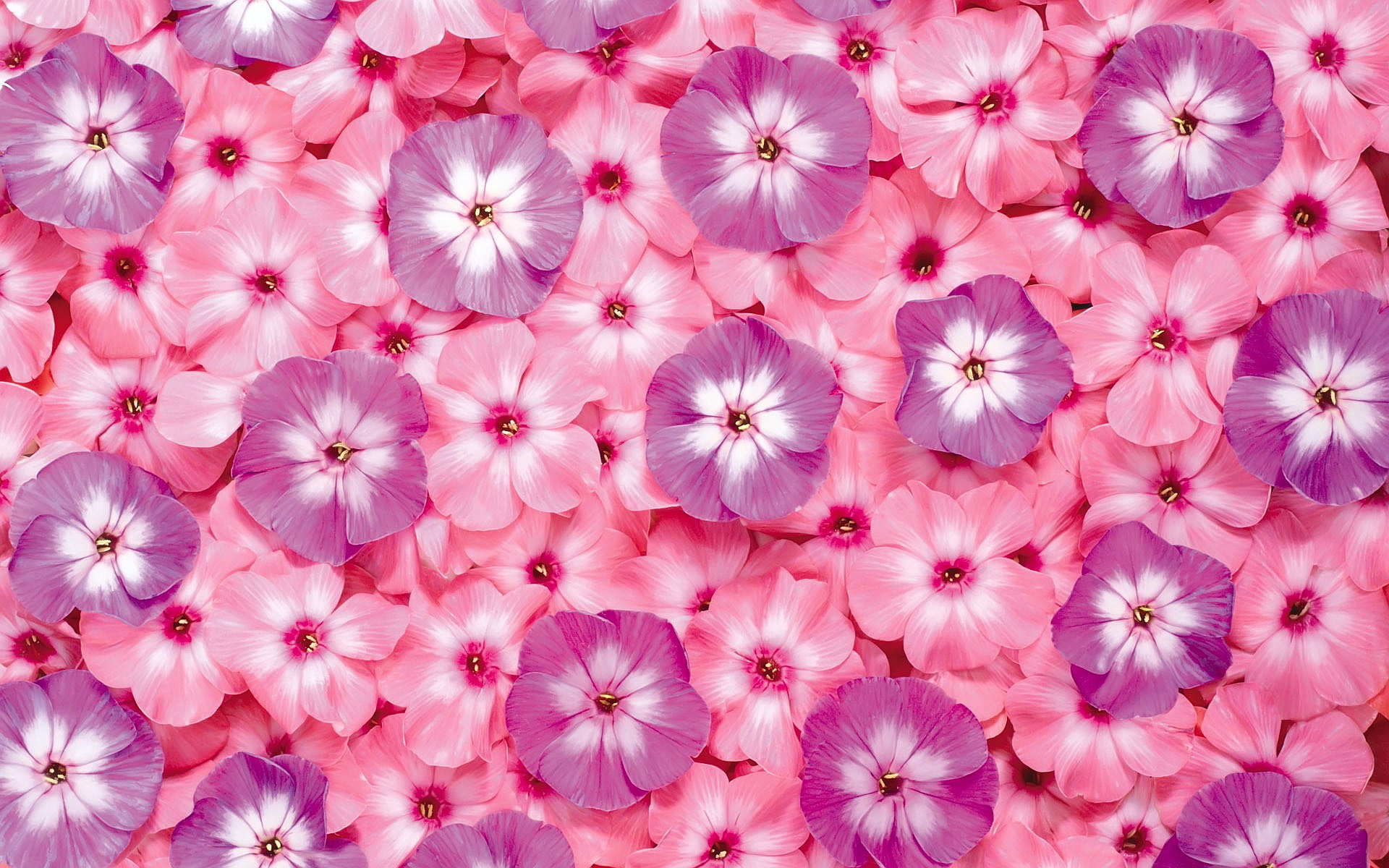 cute pink flowers background