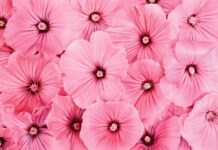 Pink hibiscus flowers close-up with vibrant petals and prominent stamens.