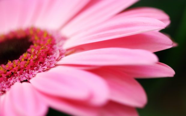 Pink Flowers Wallpaper 2560x1600.