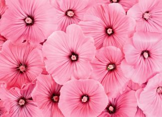 Pink Flowers Wallpaper.