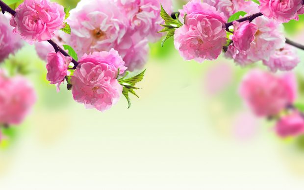 Pink Flowers Wallpaper 3569x2610.