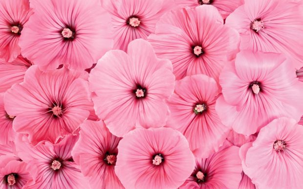 Pink Flowers Wallpaper.