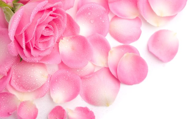 Pink Rose Flowers Wallpaper.