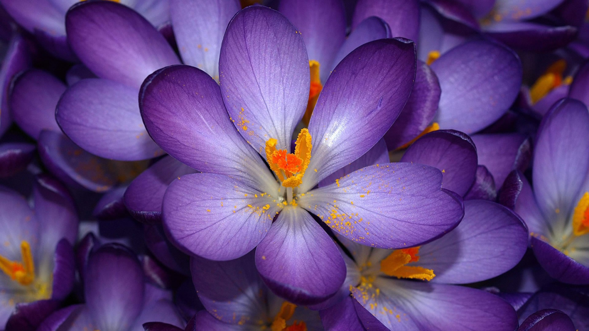 beautiful purple flower wallpapers for desktop