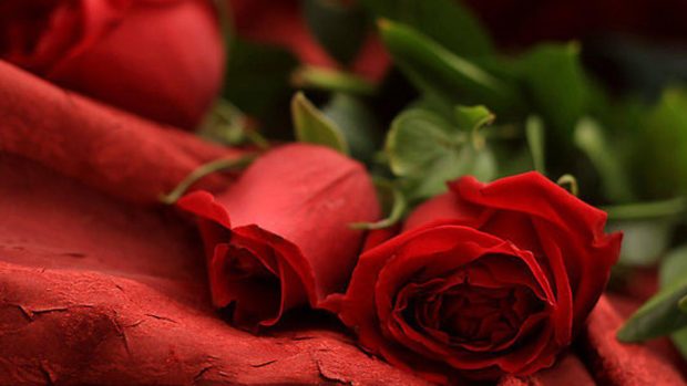 Red Rose Romantic Wallpaper.