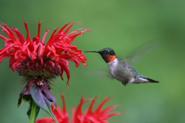 Ruby Throated Hummingbirds Wallpaper.