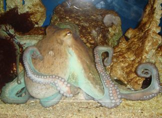Sea Octopus Background.