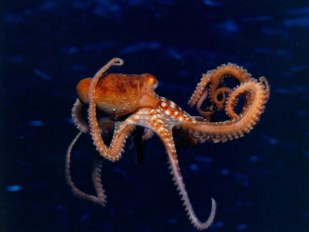 Sea Octopus Wallpaper.