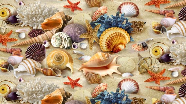 Sea shells coral sea stars wallpaper 1920x1080.