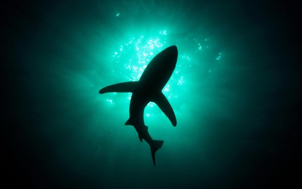 Shark 2560 x 1600 Image.