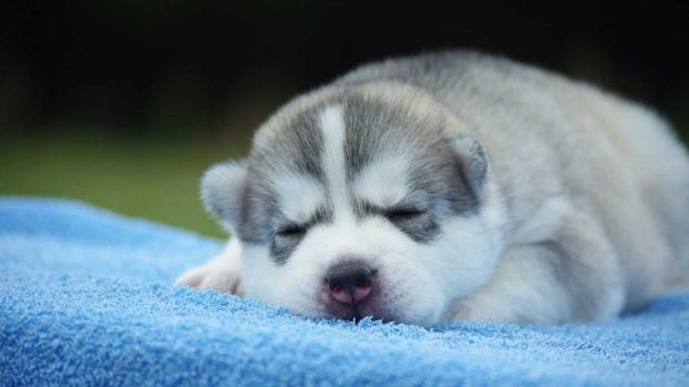 Siberian Husky Cute Puppy Background Free Download.