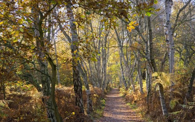 Silver birch forest tree wallpaper desktop gallery trees.